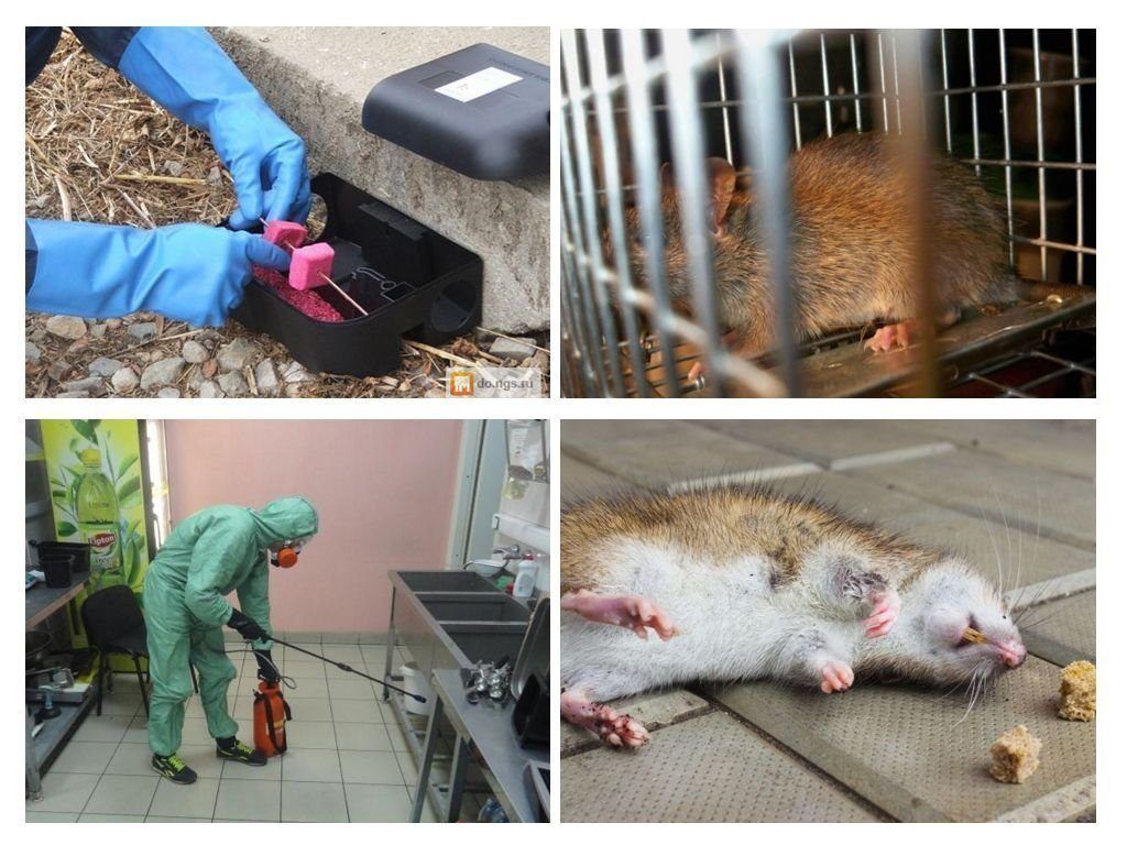 Фирма по уничтожению грызунов, крыс и мышей в Энгельсе