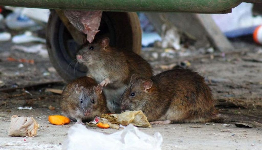 Травить грызунов крыс и мышей в Энгельсе