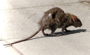 Фирма по уничтожению грызунов, крыс и мышей в Энгельсе