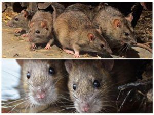 Травить грызунов крыс и мышей в Энгельсе