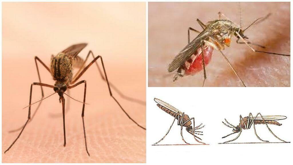 Уничтожение комаров в Энгельсе