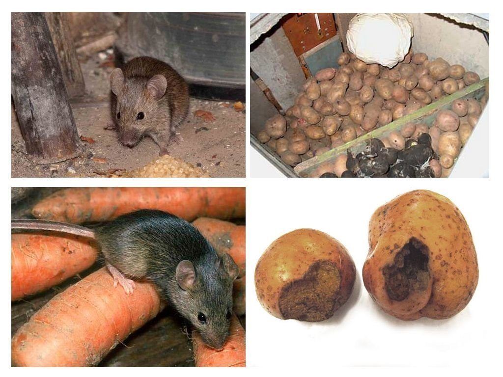 Обработка от грызунов крыс и мышей в Энгельсе