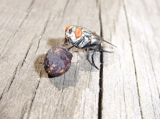 Профессиональное уничтожение мух в Энгельсе с гарантией