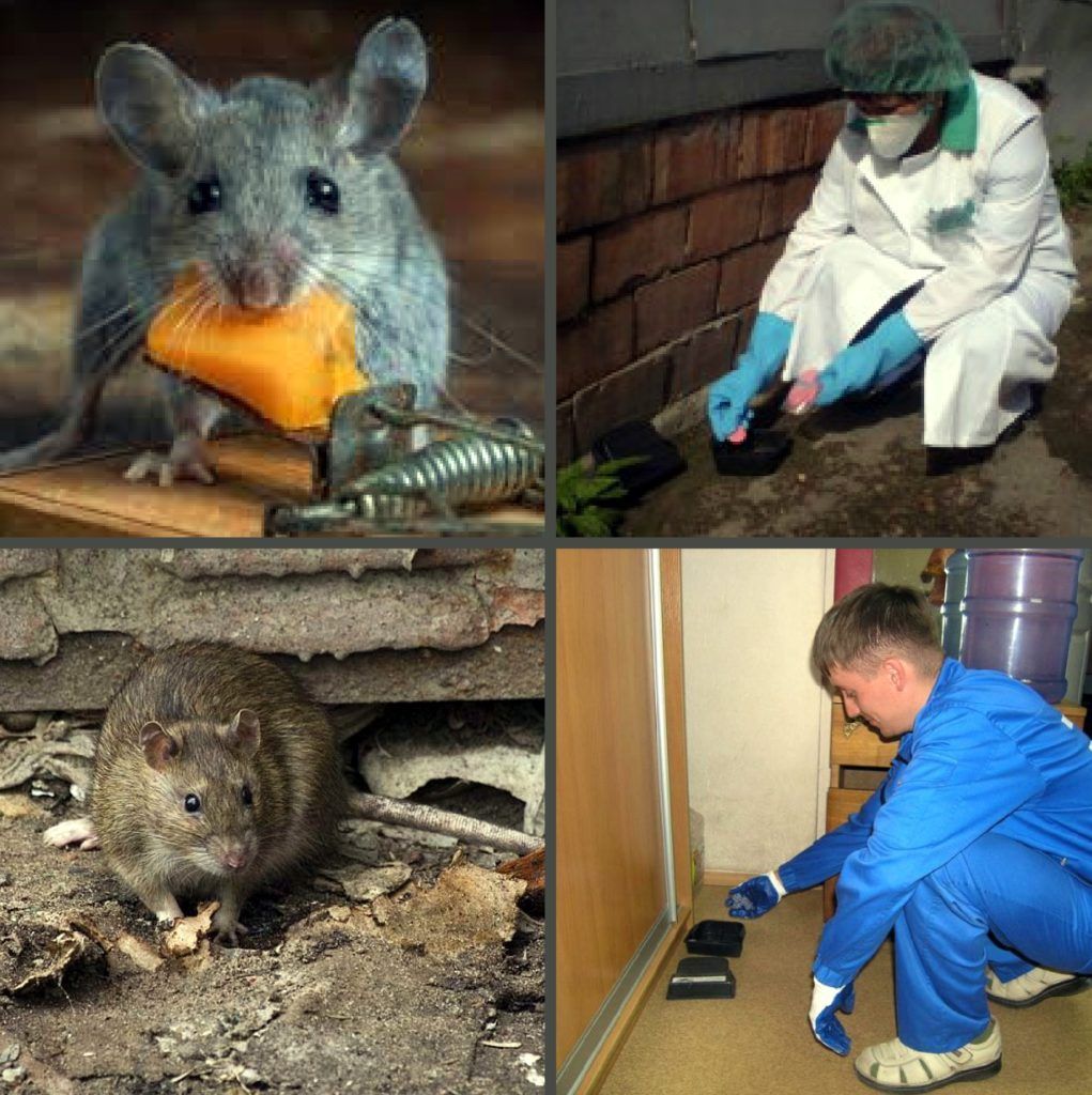Дезинфекция от грызунов, крыс и мышей в Энгельсе