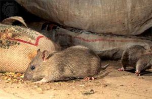 Дератизация от грызунов от крыс и мышей в Энгельсе