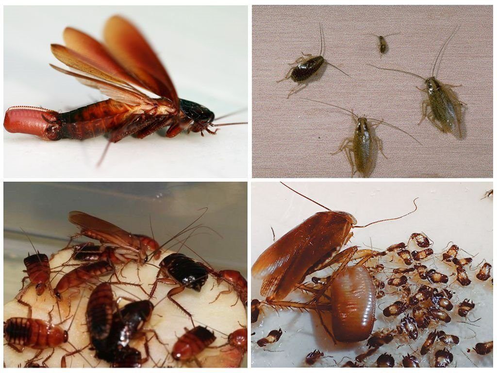 Уничтожение тараканов в квартире в Энгельсе 