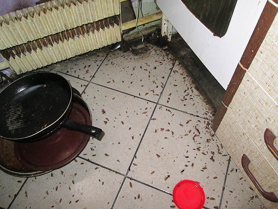 Санэпидемстанция от тараканов в Энгельсе, вызвать, цены